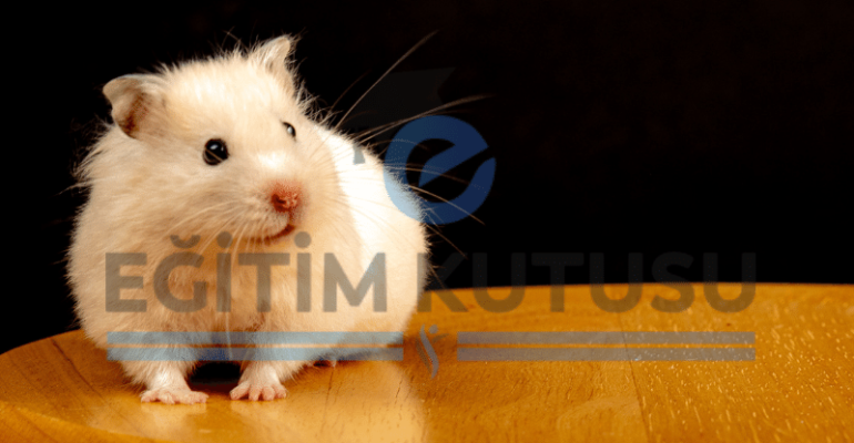 hamster