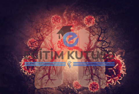 akciger_kapak